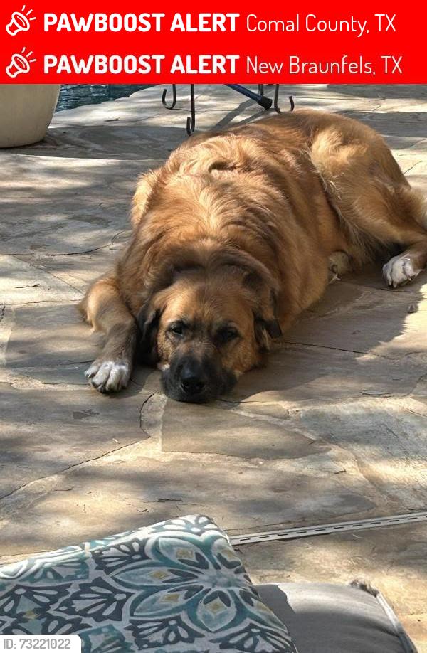 Lost Male Dog last seen New Braunfels, TX 78132, near Lewis Ranch Road., Comal County, TX 78132