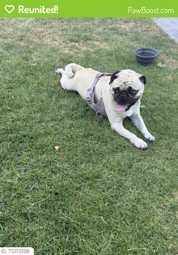 Reunited Male Dog last seen Near Magnolia Ave, Riverside, CA 92504