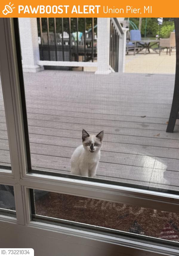 Found/Stray Female Cat last seen in our backyard, Union Pier, MI 49129