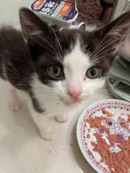 Shelter Stray Female Cat last seen Near 14th St NW, Atlanta, GA 30318, Other - Out of County, GA, 3280 Chamblee Dunwoody Rd, Chamblee, GA 30341, USA