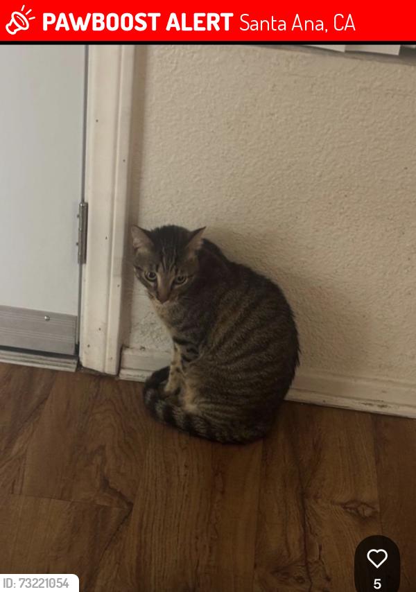 Lost Male Cat last seen Bristel and warner, Santa Ana, CA 92704