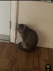 Lost Male Cat last seen Bristel and warner, Santa Ana, CA 92704