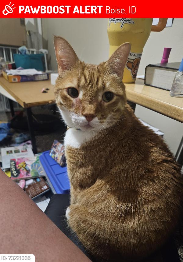 Lost Male Cat last seen Ice springs and mcmillan, Boise, ID 83713