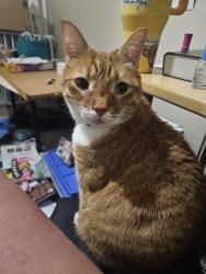 Lost Male Cat last seen Ice springs and mcmillan, Boise, ID 83713