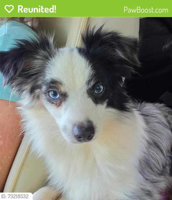 Reunited Male Dog last seen Chickering rd, Cleburne, TX 76031