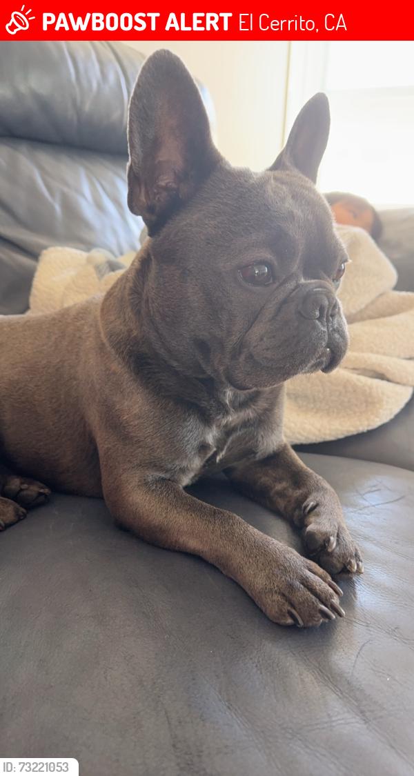 Lost Male Dog last seen Kearney st, eureka ave, El Cerrito, CA 94530