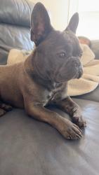 Lost Male Dog last seen Kearney st, eureka ave, El Cerrito, CA 94530
