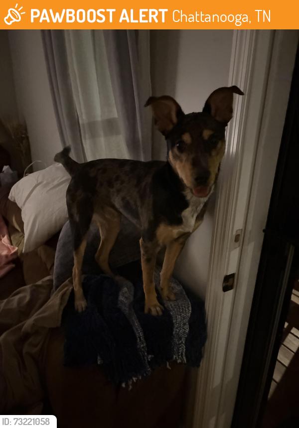 Found/Stray Male Dog last seen E 49th st, Chattanooga, TN 30741