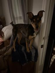 Found/Stray Male Dog last seen E 49th st, Chattanooga, TN 30741
