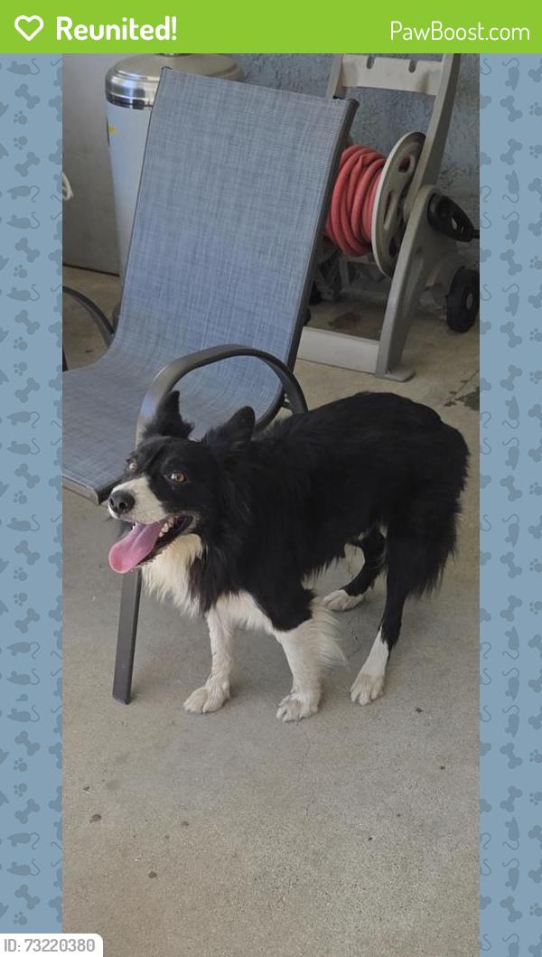 Reunited Male Dog last seen G and Rush, San Bernardino, CA 92405