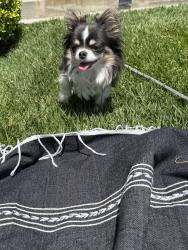 Lost Female Dog last seen Balcom Canyon Rd , stockton rd, sand canyon rd, Somis, CA 93066