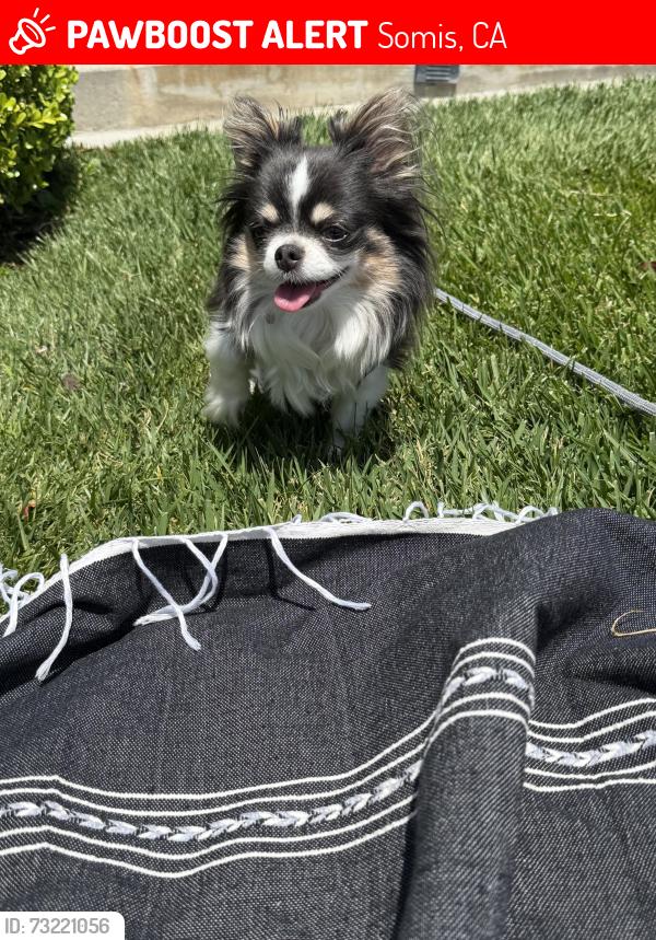 Lost Female Dog last seen Balcom Canyon Rd , stockton rd, sand canyon rd, Somis, CA 93066