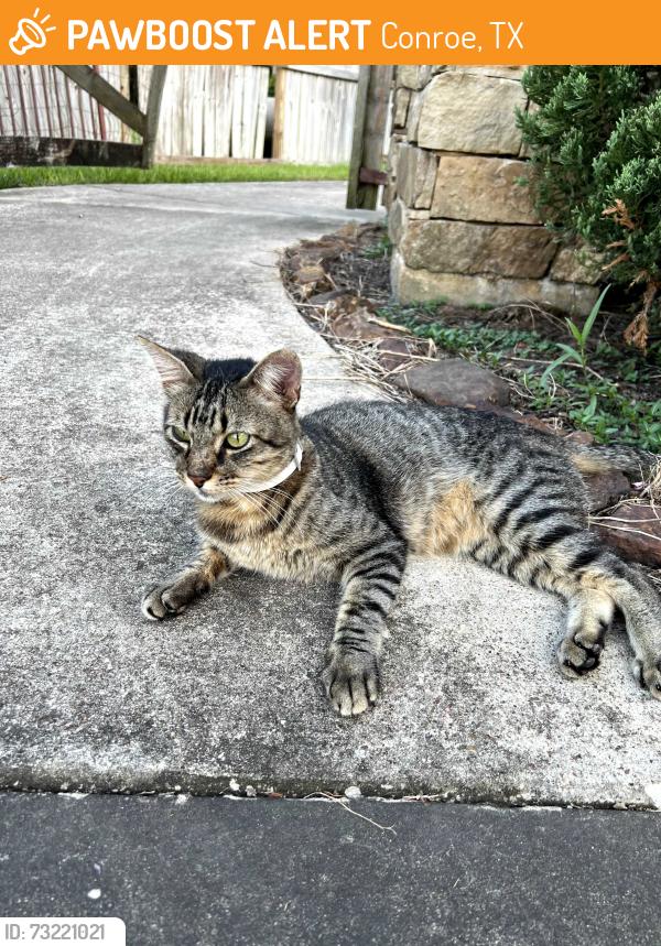 Found/Stray Unknown Cat last seen Kuykendahl and 1488, Conroe, TX 77384