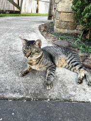 Found/Stray Unknown Cat last seen Kuykendahl and 1488, Conroe, TX 77384