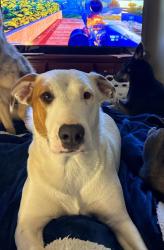 Lost Female Dog last seen Sebring Johnson Rd, Sebring, OH 44672
