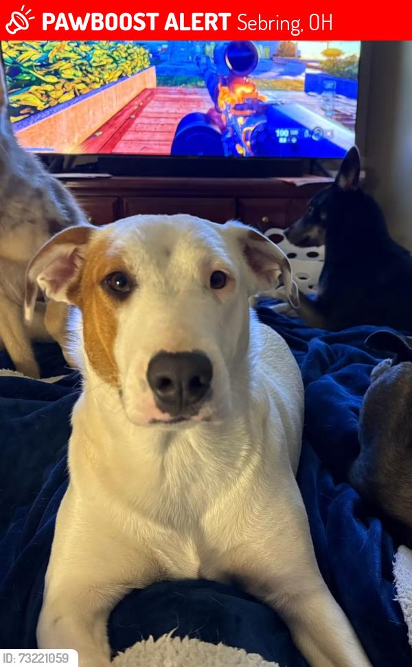Lost Female Dog last seen Sebring Johnson Rd, Sebring, OH 44672