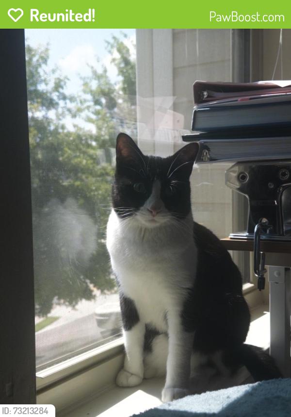 Reunited Male Cat last seen Home: 1524 Brookmere Way, Cumming, GA 30040