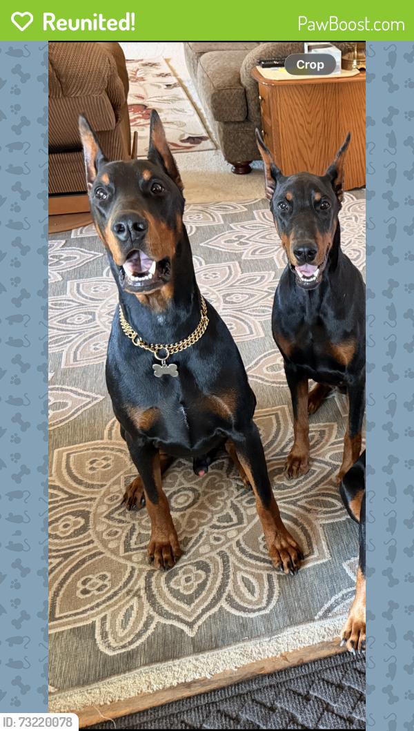 Reunited Male Dog last seen N Madison Ave, Monrovia, CA 91016