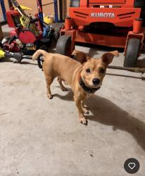 Reunited Male Dog last seen Pair Rd SW, Georgia, USA, Cobb County, GA 30008