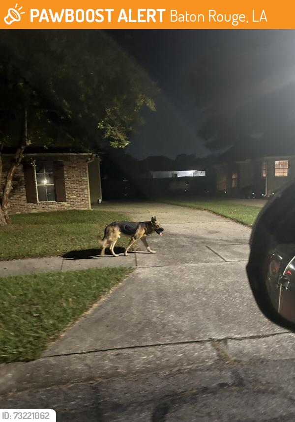 Found/Stray Male Dog last seen Worthington Lake Subdivision off of Staring Lane, Baton Rouge, LA 70810