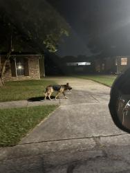 Found/Stray Male Dog last seen Worthington Lake Subdivision off of Staring Lane, Baton Rouge, LA 70810