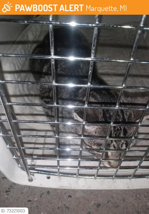 Found/Stray Unknown Cat last seen Marquette st & Mildred St Lansing MI, Lansing, MI 48906