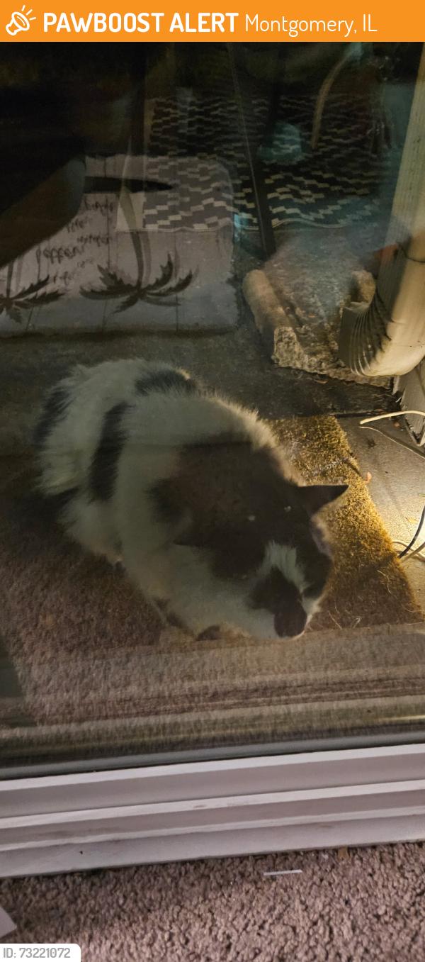 Found/Stray Unknown Cat last seen Seasons Ridge, Montgomery, IL 60538