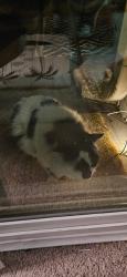 Found/Stray Unknown Cat last seen Seasons Ridge, Montgomery, IL 60538