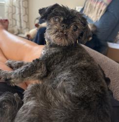 Reunited Female Dog last seen Near Grandview Bvd, Sioux City, IA 51104