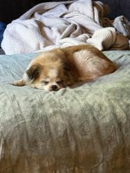 Reunited Female Dog last seen Near 13th Ave SW, Burien, WA 98166, USA, Burien, WA 98166