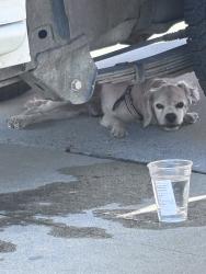 Found/Stray Unknown Dog last seen near bell park., Gardena, CA 90247