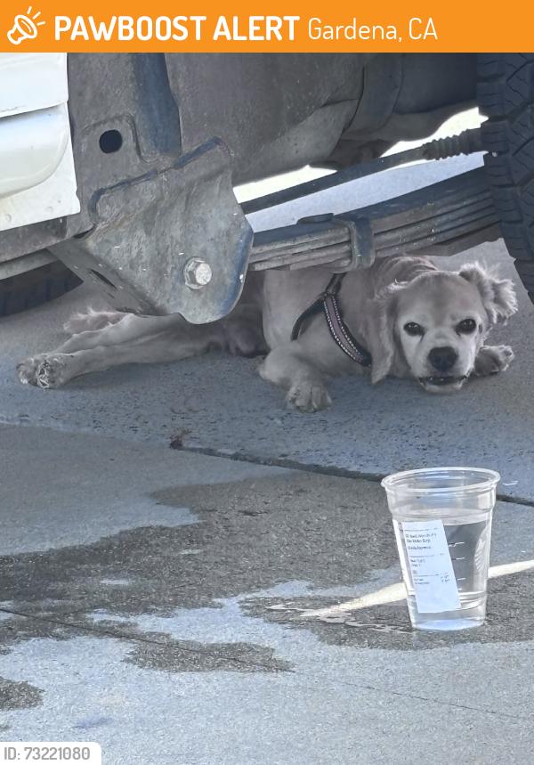 Found/Stray Unknown Dog last seen near bell park., Gardena, CA 90247