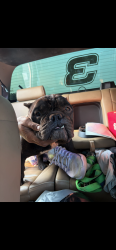 Found/Stray Male Dog last seen Shawnee area, Shawnee, OK 74801