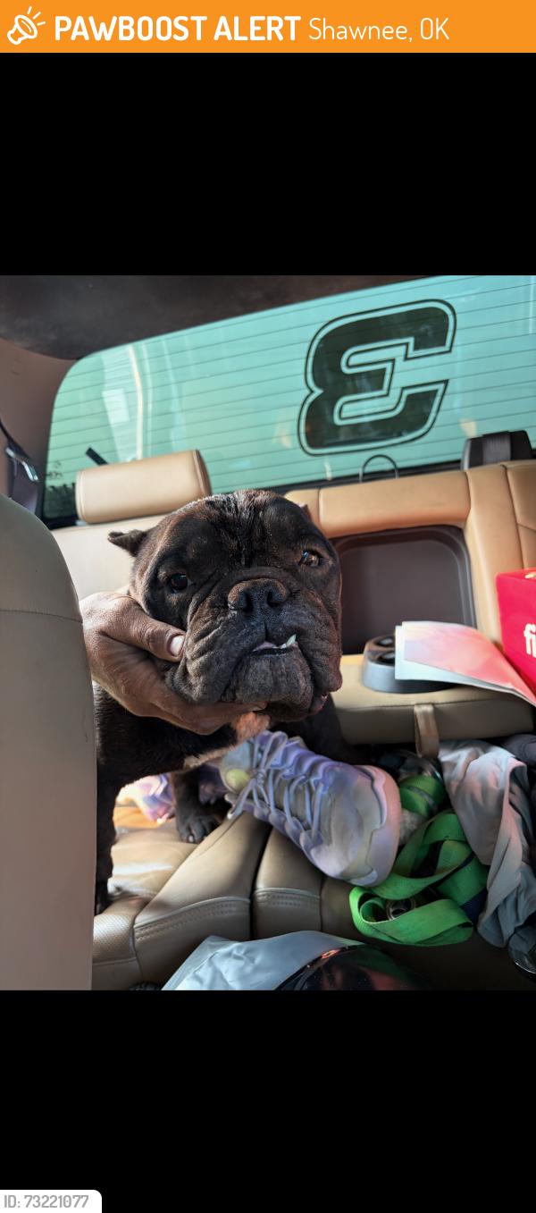 Found/Stray Male Dog last seen Shawnee area, Shawnee, OK 74801