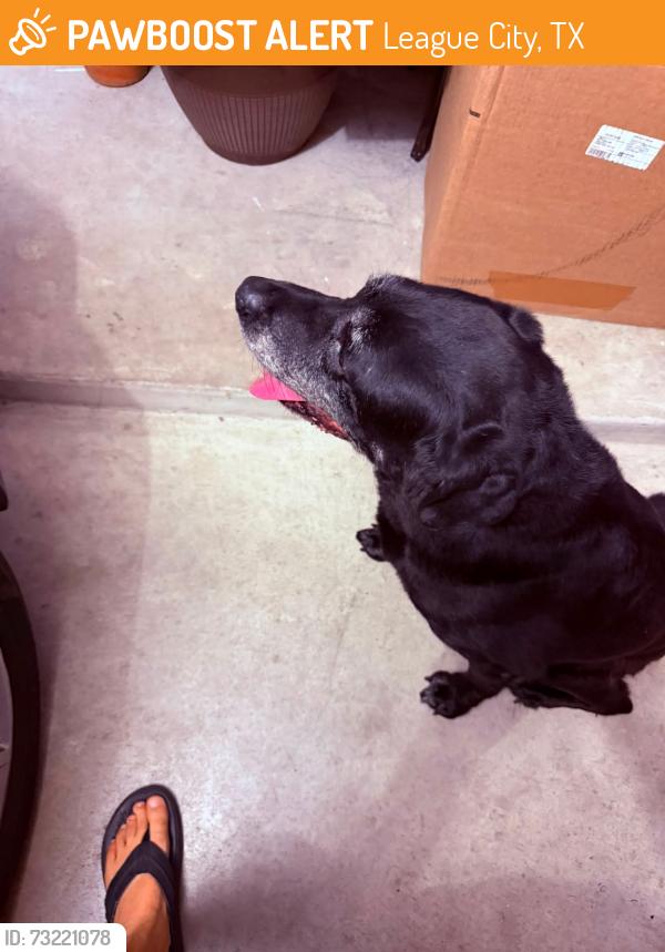 Found/Stray Male Dog last seen Leisure Lane, League City, TX 77573
