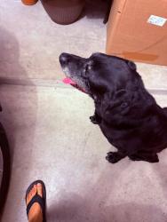 Found/Stray Male Dog last seen Leisure Lane, League City, TX 77573