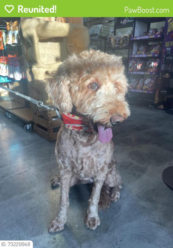 Reunited Female Dog last seen Chapman and West, Garden Grove, CA 92840