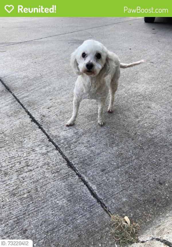 Reunited Female Dog last seen Dover park trail, Mansfield, TX 76001