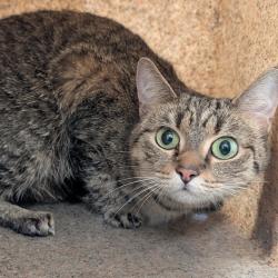 Shelter Stray Female Cat last seen , 2350 Appling City Cove, Memphis, TN 38133, USA