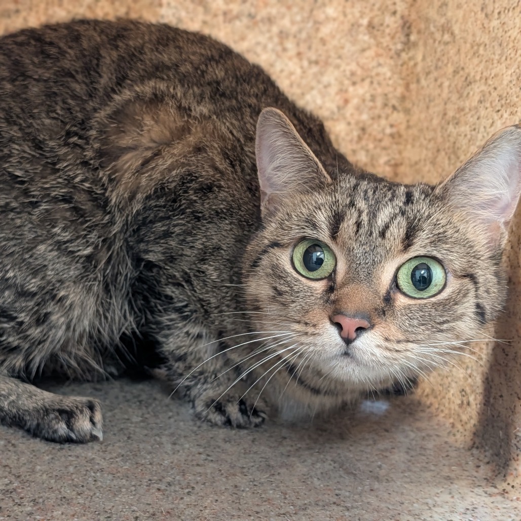 Shelter Stray Female Cat last seen , 2350 Appling City Cove, Memphis, TN 38133, USA
