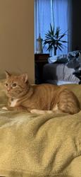 Reunited Female Cat last seen Twin Chimneys Subdivision, O'Fallon, MO 63368