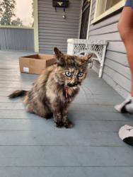 Found/Stray Female Cat last seen 4th and Magnolia, Spokane, WA 99202