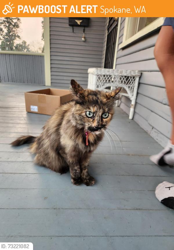Found/Stray Female Cat last seen 4th and Magnolia, Spokane, WA 99202