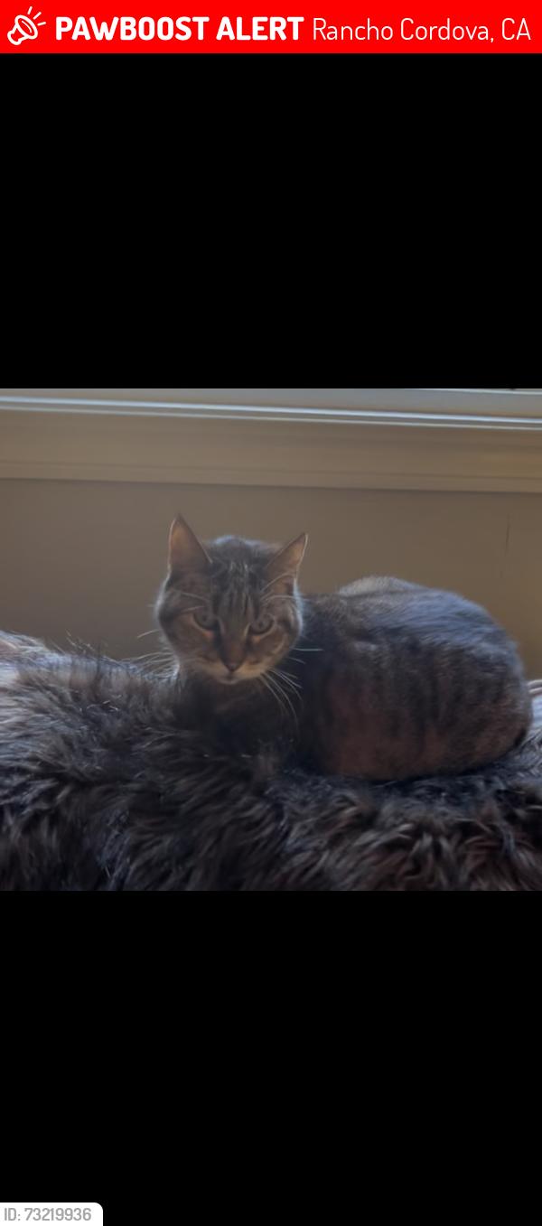Lost Female Cat last seen Portsmouth dr. & Ramsgate way, Rancho Cordova, CA 95670