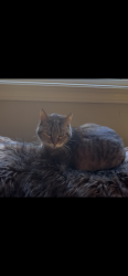 Lost Female Cat last seen Portsmouth dr. & Ramsgate way, Rancho Cordova, CA 95670