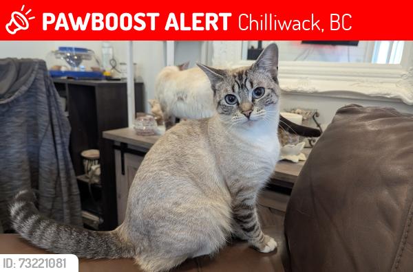 Lost Female Cat last seen Industrial Way, Chilliwack, BC 