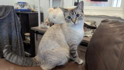 Lost Female Cat last seen Industrial Way, Chilliwack, BC 