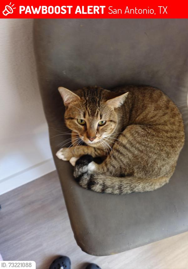 Lost Male Cat last seen Palladium apmts, San Antonio, TX 78242