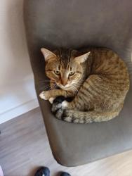 Lost Male Cat last seen Palladium apmts, San Antonio, TX 78242