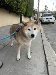 Reunited Unknown Dog last seen N Beachwood Dr & Glen Alder, Los Angeles, CA 90068